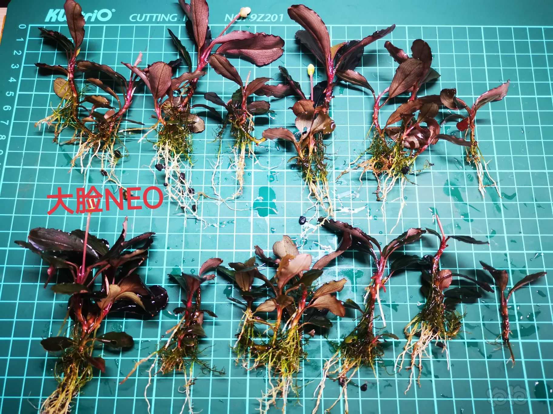 【出售】出辣椒榕，蕨类，叉叶铁，椒草-图3