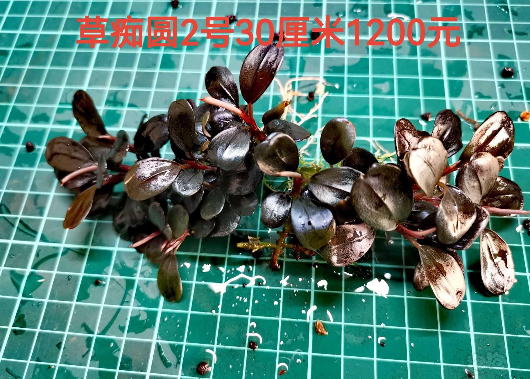 【出售】出辣椒榕，蕨类，叉叶铁，椒草-图7