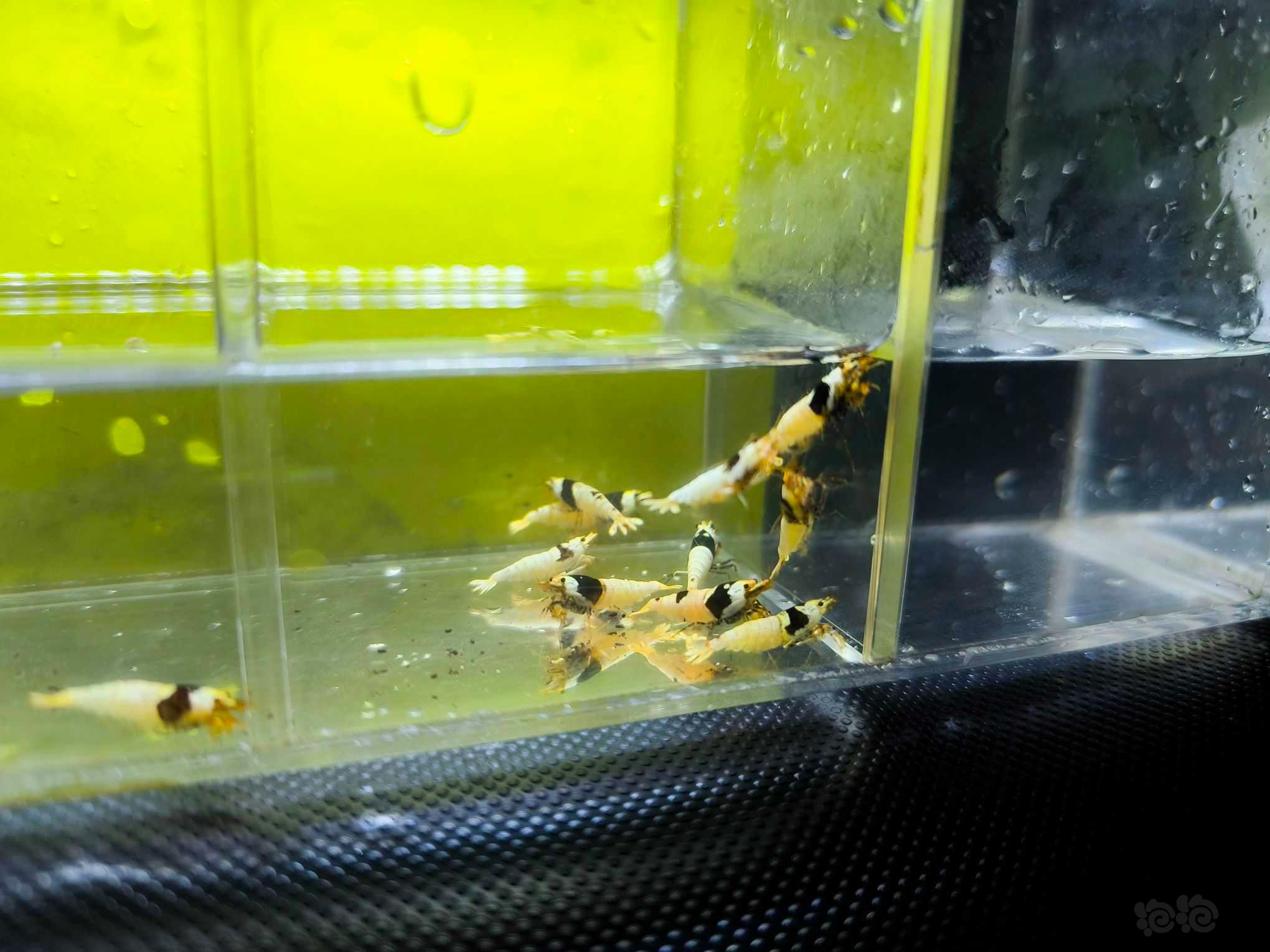 【水晶虾】广东出黑白水晶虾繁殖组2公10母-图7
