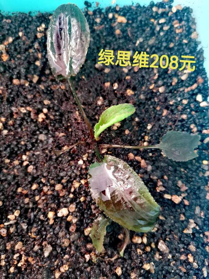 【出售】出辣椒榕，蕨类，叉叶铁，椒草-图15