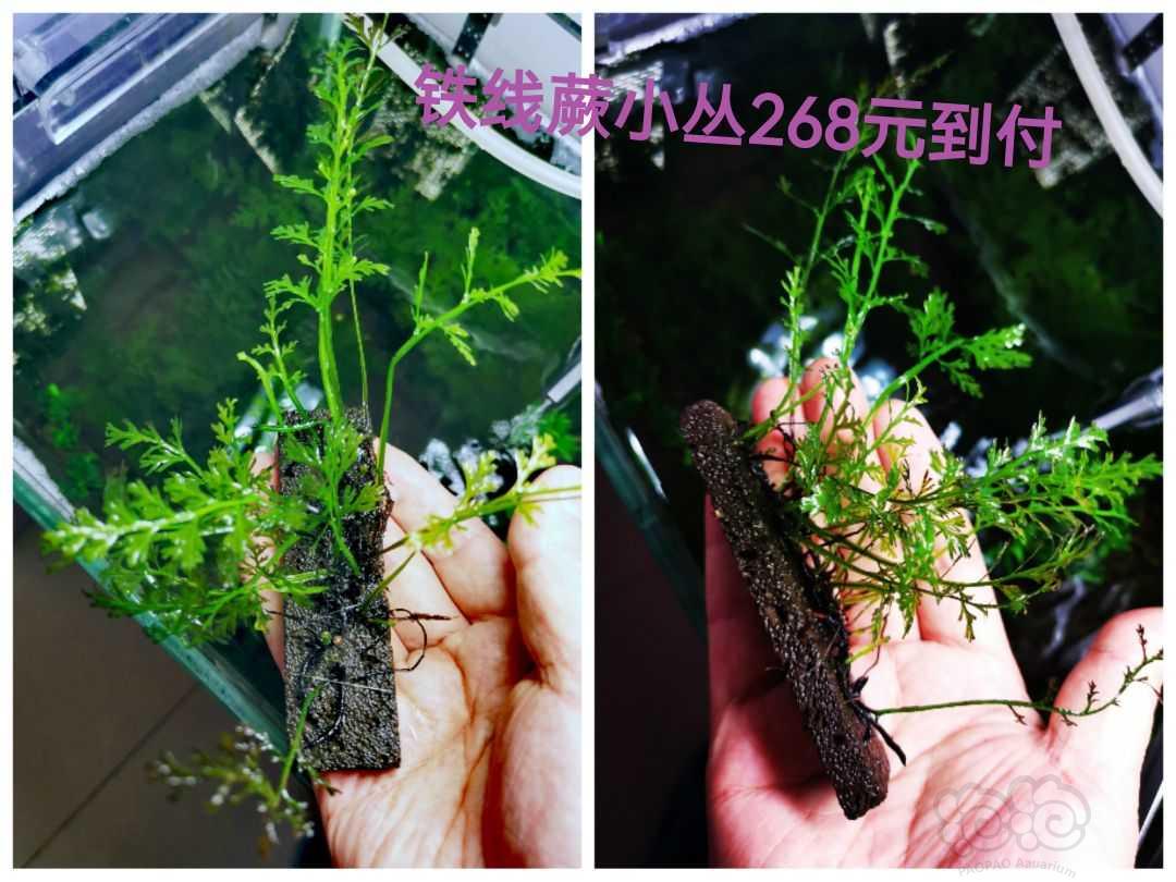 【出售】出辣椒榕，蕨类，叉叶铁，椒草-图11