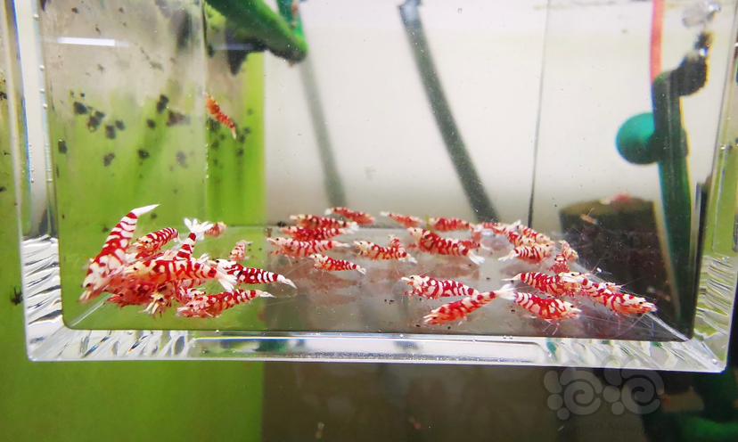 2023-12-26#RMB拍卖红花虎幼虾一组40只-图3