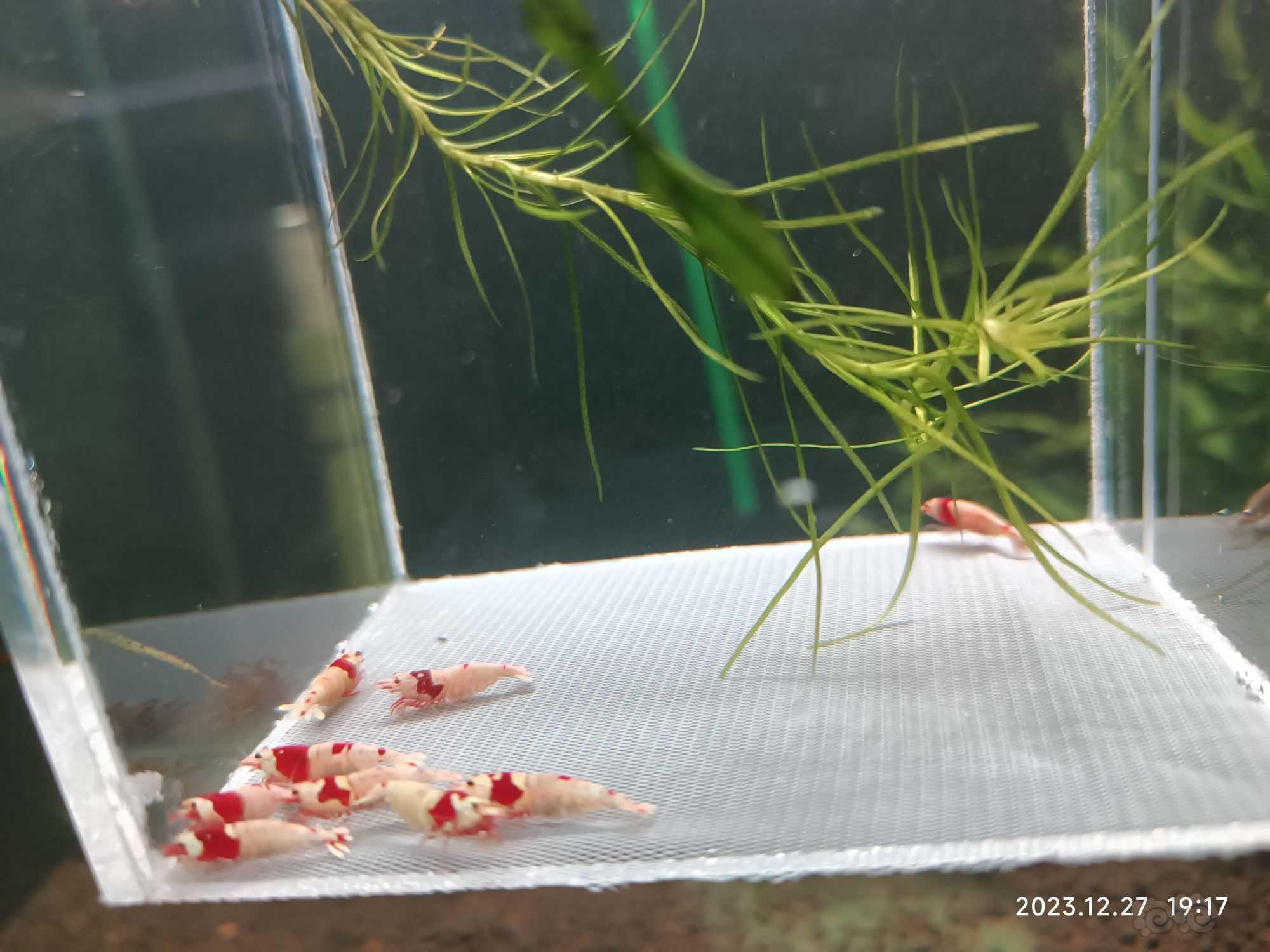 【水晶虾】淘汰红白水晶虾-图3