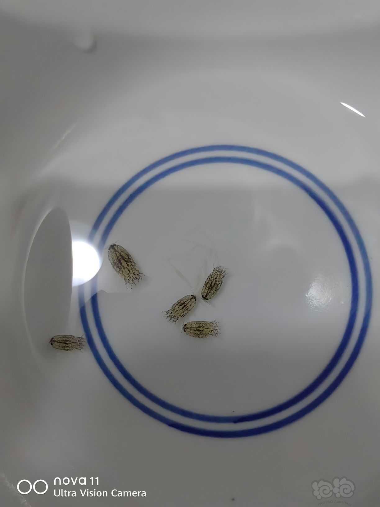 盒马买的东海小白虾里面有不明活体甲壳类生物-图5