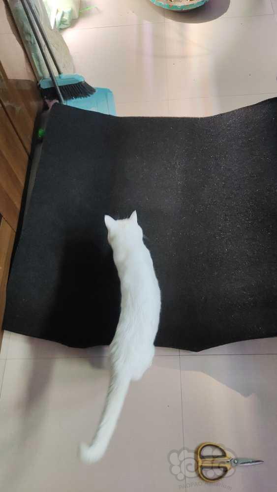 买了一块生化棉，小猫咪欢喜的不得了-图1