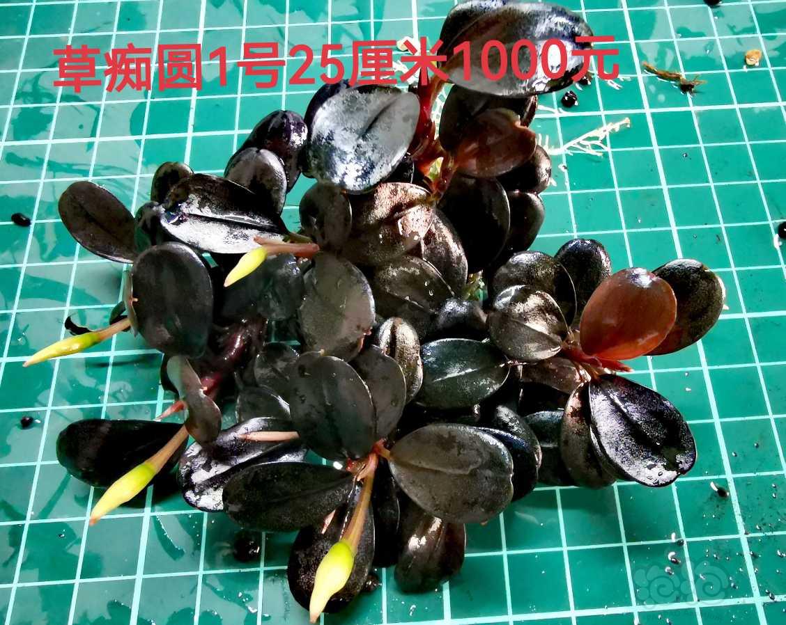 【出售】出辣椒榕，蕨类，叉叶铁，椒草-图8