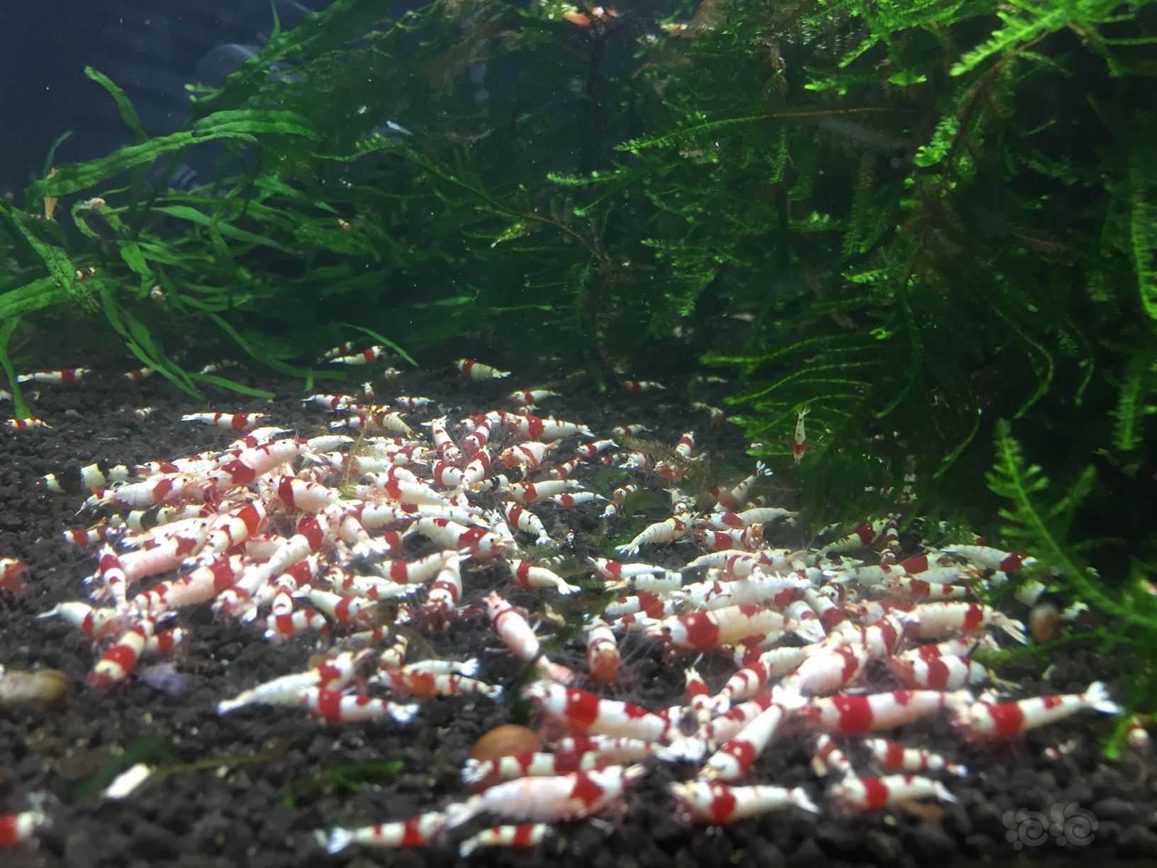 【水晶虾】出红白水晶虾-图5
