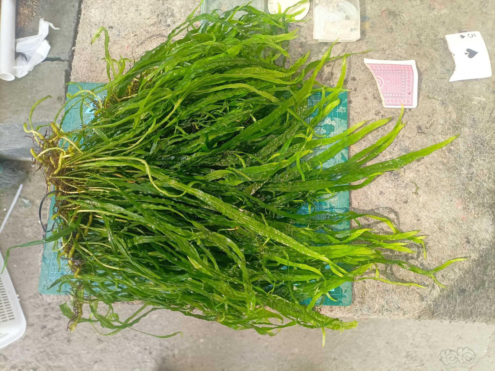 【水草】低价出售丹麦细叶铁叉叶铁黑木蕨青木蕨莫斯等二三十种草-图4