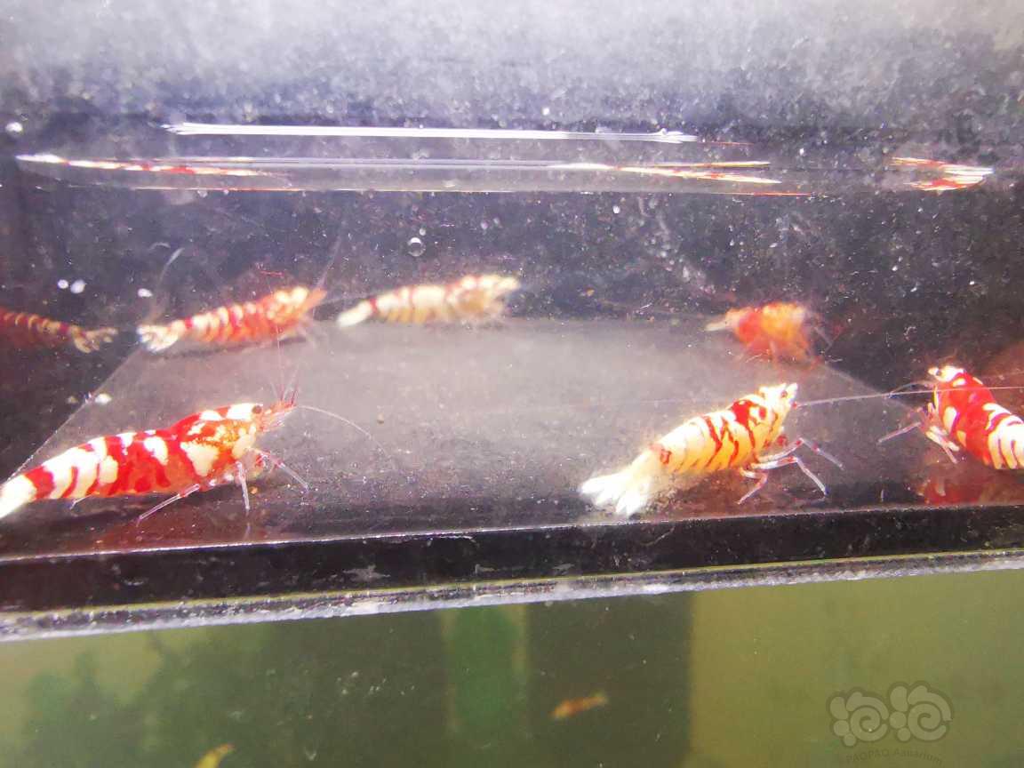 【水晶虾】出红花虎三公三母-图2