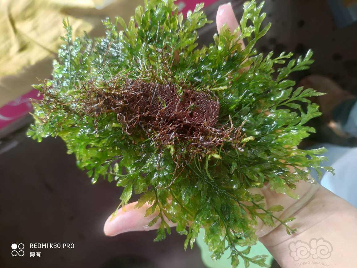 【其他】出矮种黑木蕨，珊瑚莫斯，打头草-图8