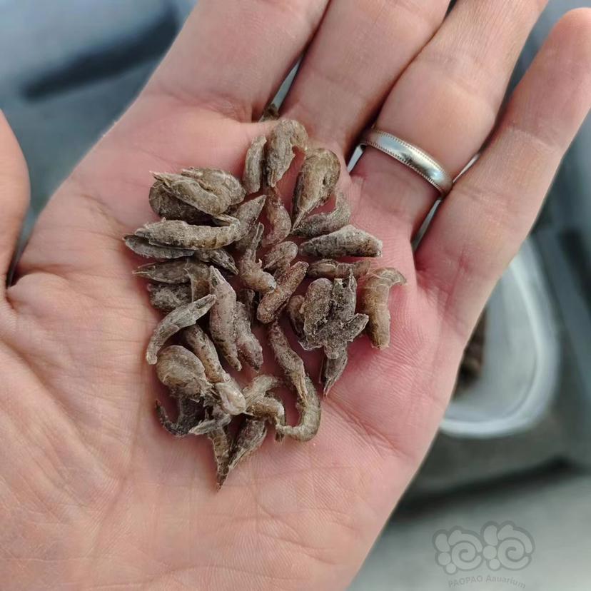 【米虾】黑壳虾批发零售，35元半斤包邮，60元一斤包邮，按只价格优惠-图6