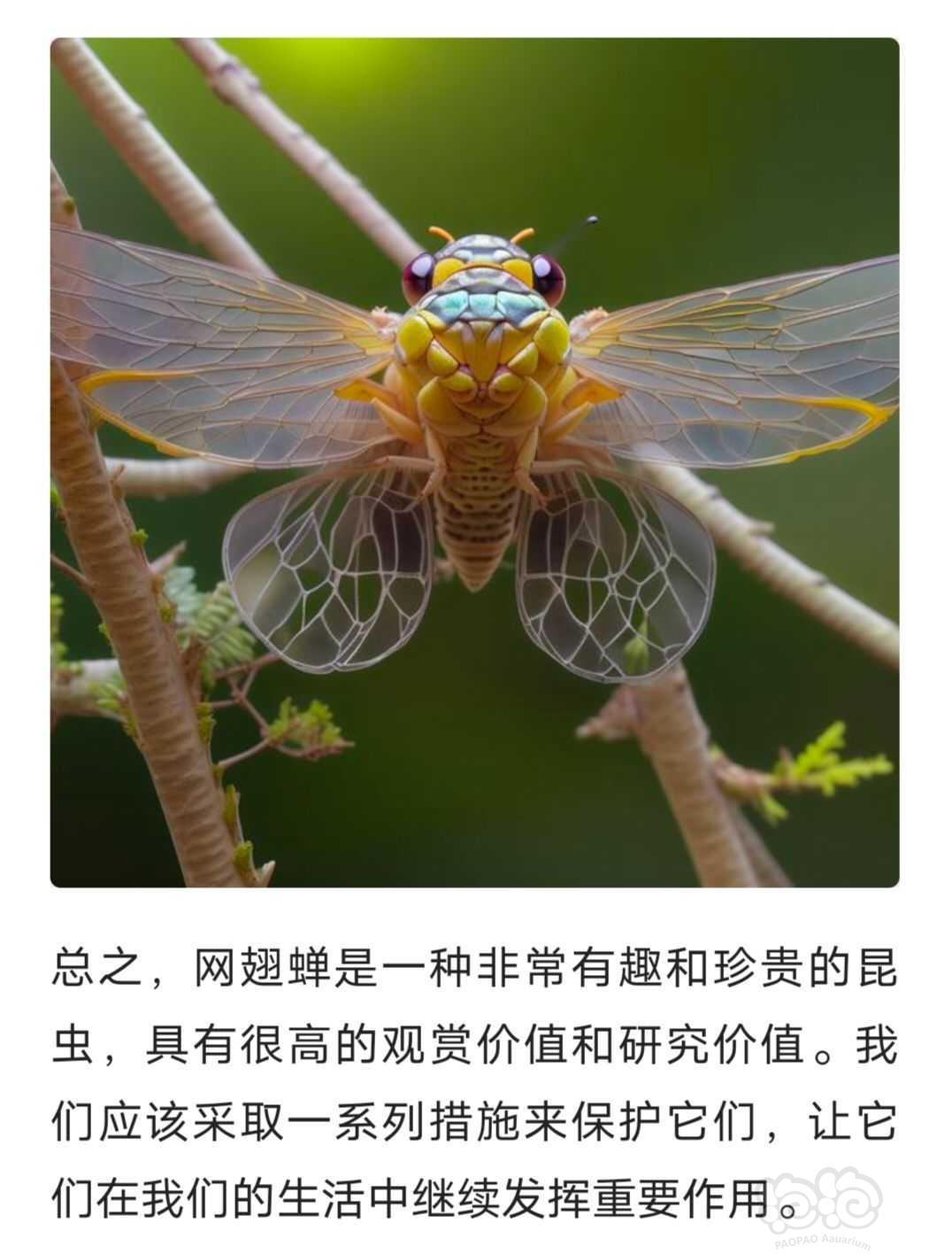 网翅蝉：中国的特有的蝉-图4
