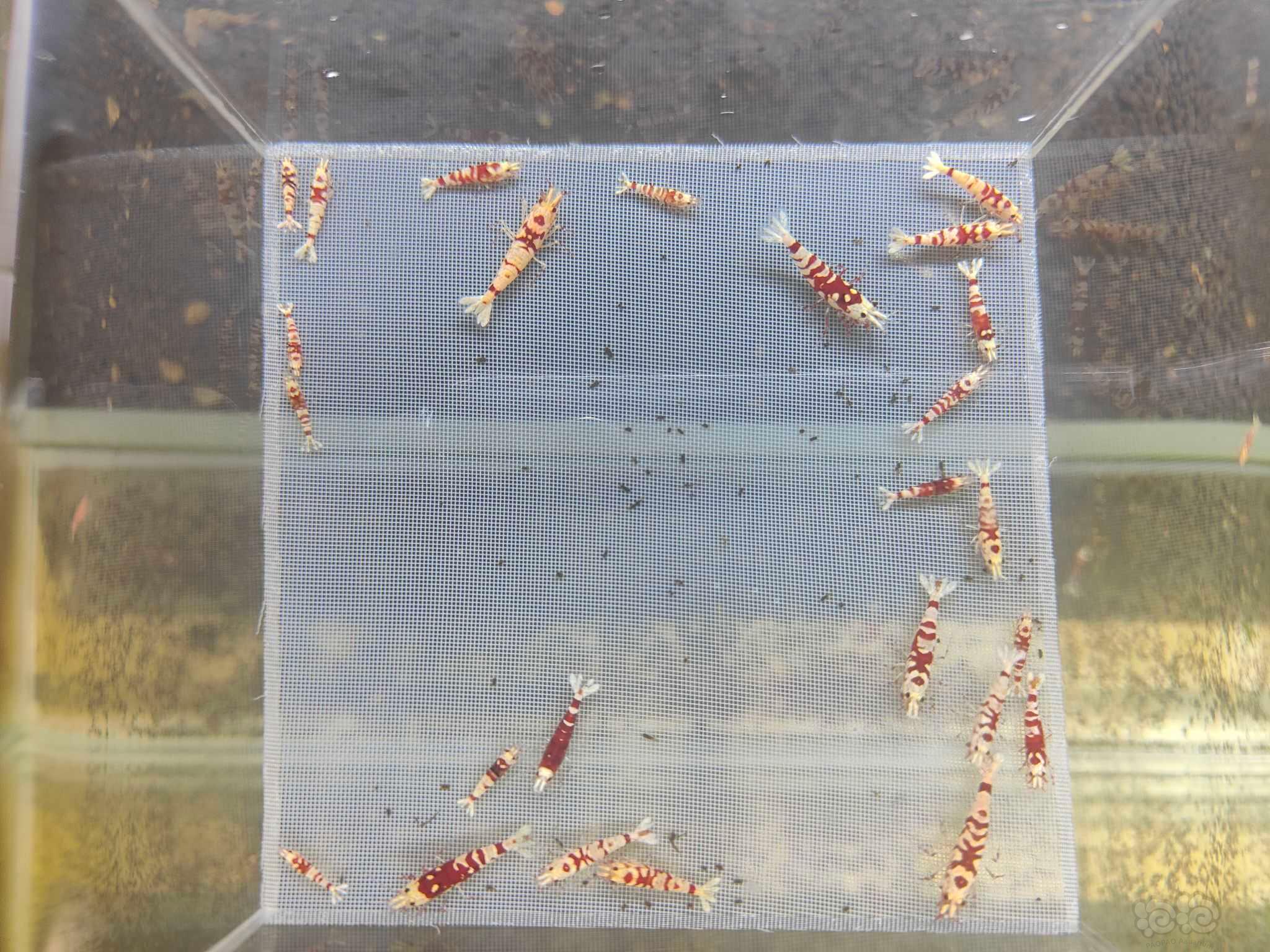 【水晶虾】红花虎，红银河，大杂烩-图1