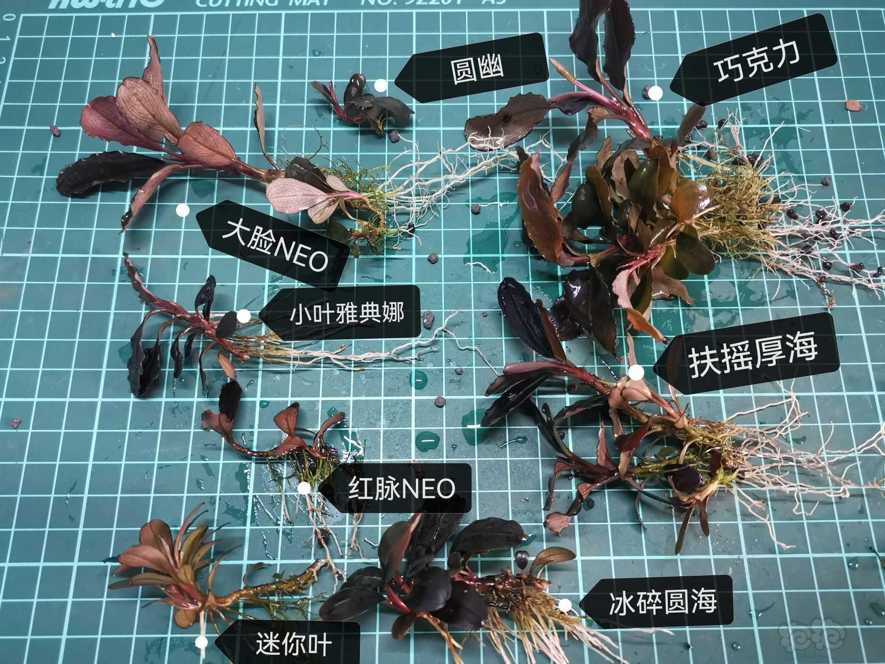 【出售】出辣椒榕，蕨类，叉叶铁，椒草-图4