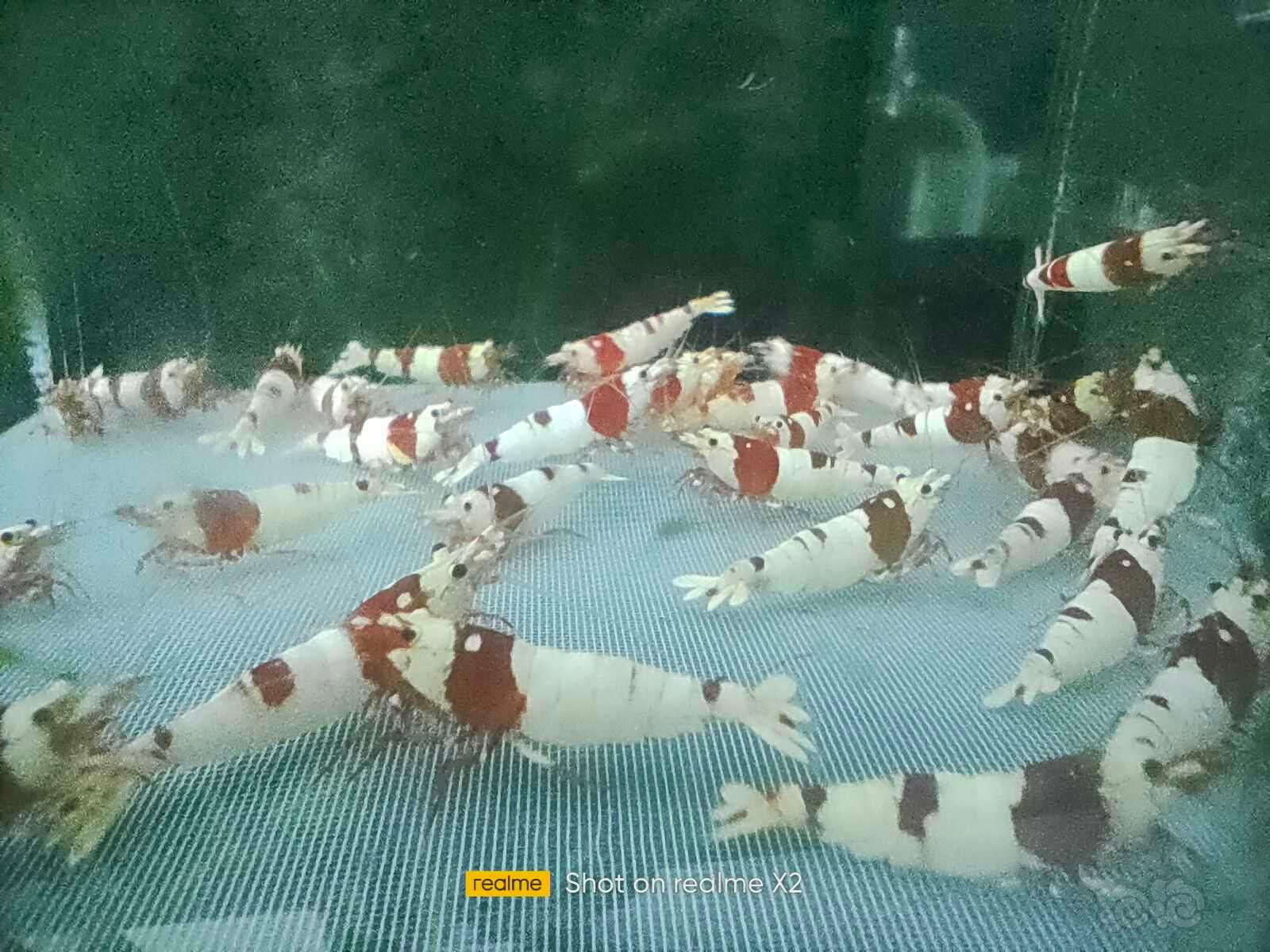 【水晶虾】出红白繁殖组三公三母-图1