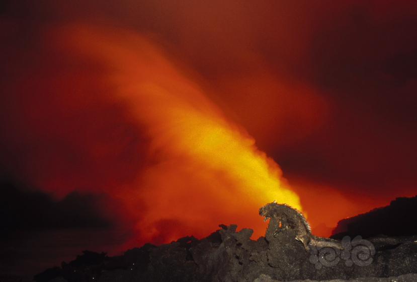 熔岩上的海鬣蜥-图1