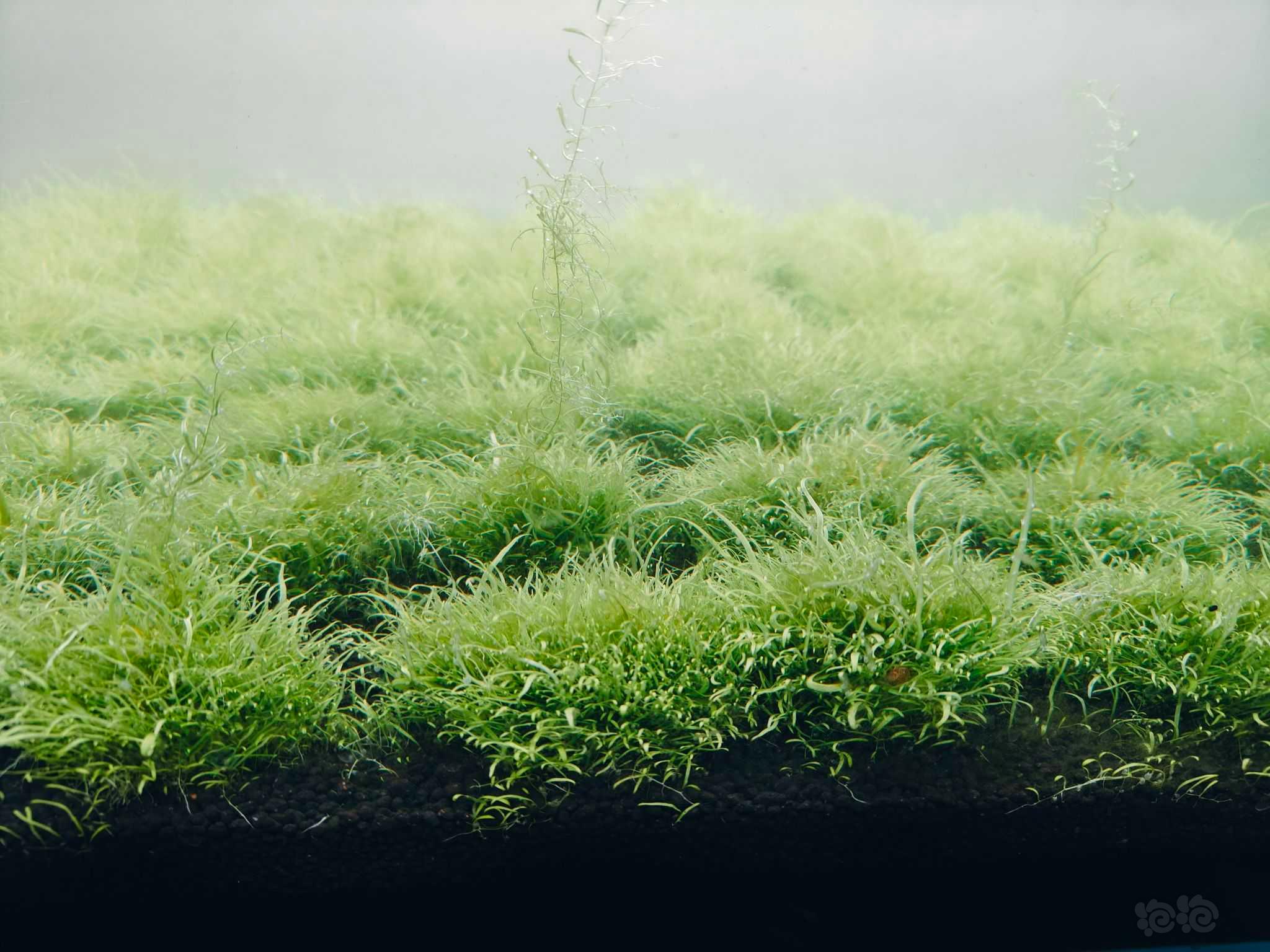 【草坪】挖耳草，无菌杯转水的，有藻。整缸出-图5