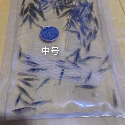 【虾螺】黑壳虾福利600只10元包邮中通-图2