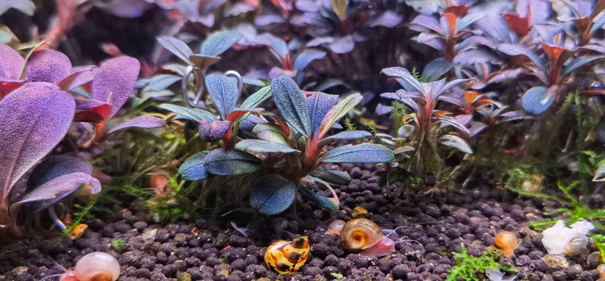 水晶蝦 與 辣椒榕-图1