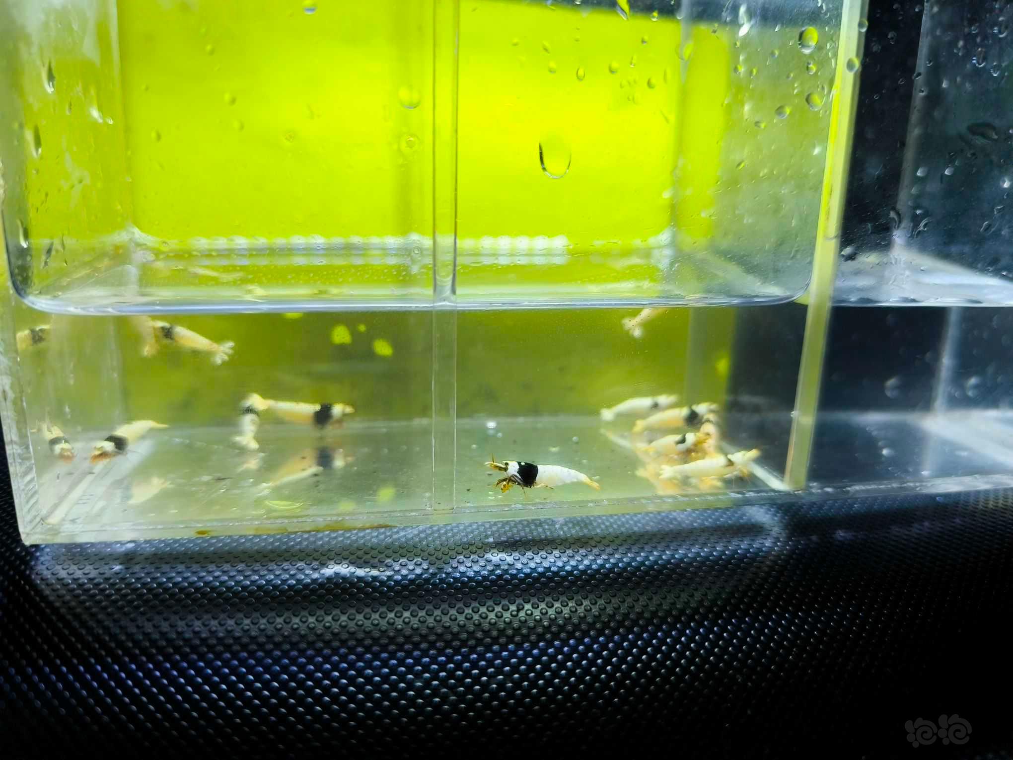 【水晶虾】广东出黑白水晶虾繁殖组2公10母-图4