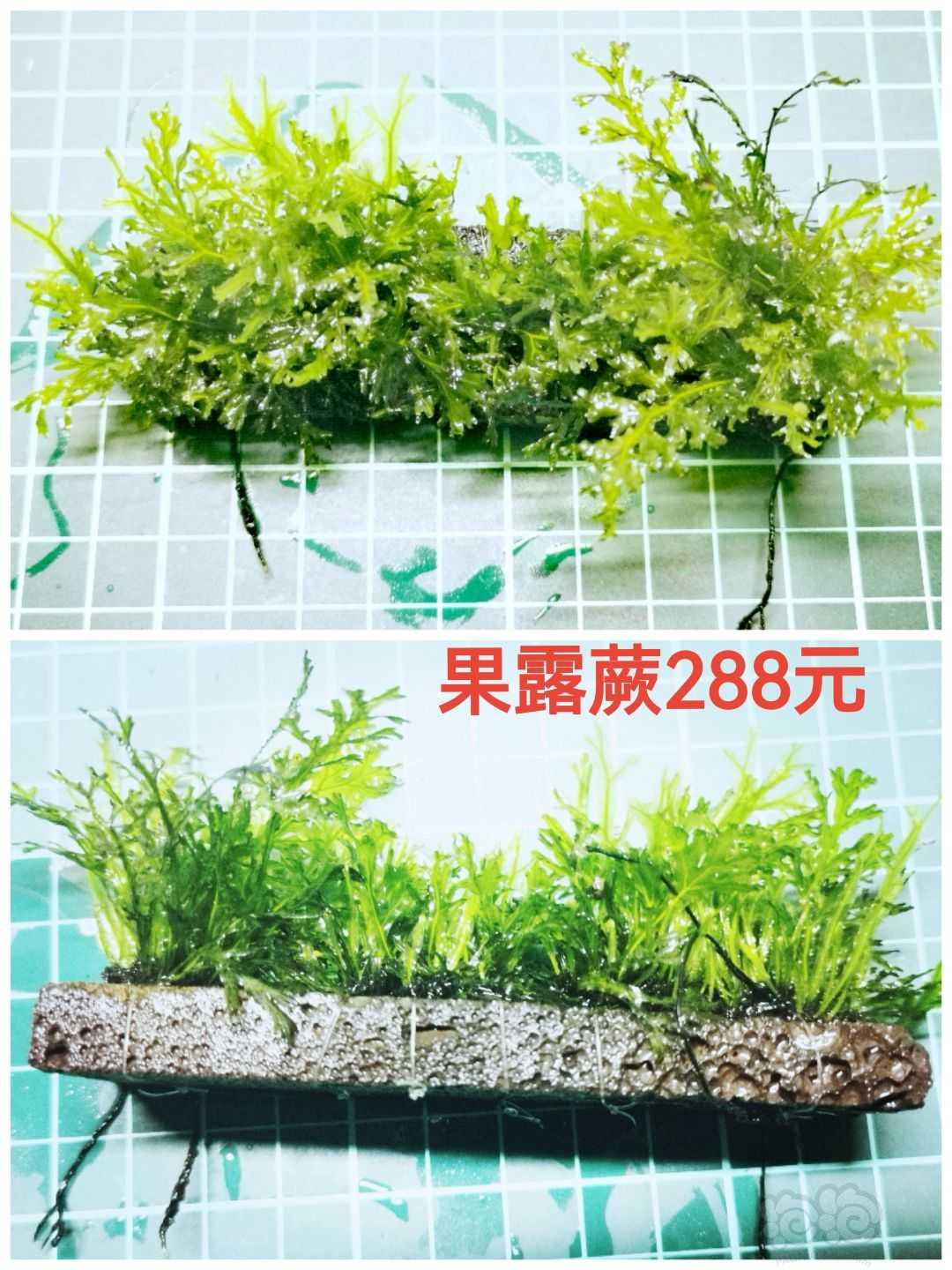【出售】出辣椒榕，椒草，蕨类等-图11