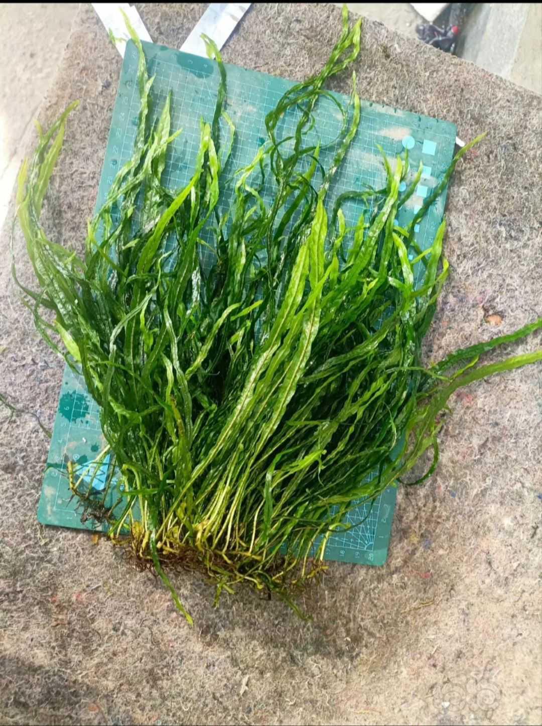 【有茎】纯种日本箦藻水草 水下种植-图8
