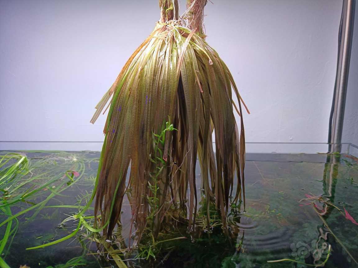 【出售】红藻藻 黑木蕨-图1