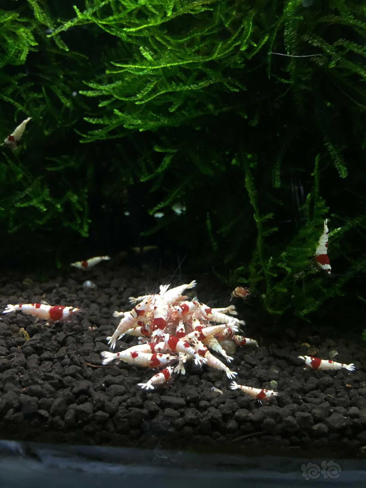 【水晶虾】出个人繁殖红白纯血水晶虾-图5