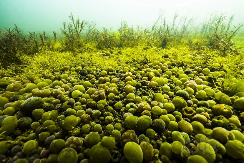 黄石湖圆球藻-图1