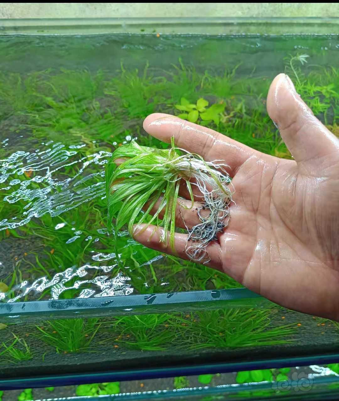 【有茎】纯种日本箦藻水草 水下种植-图4