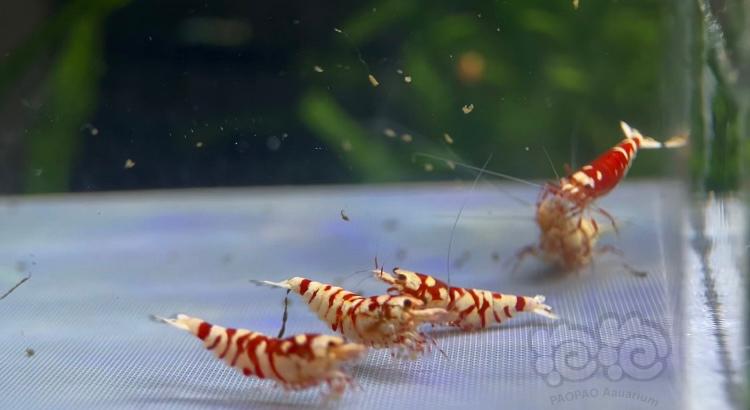 【水晶虾】出一组太极红花虎2公4母-图4