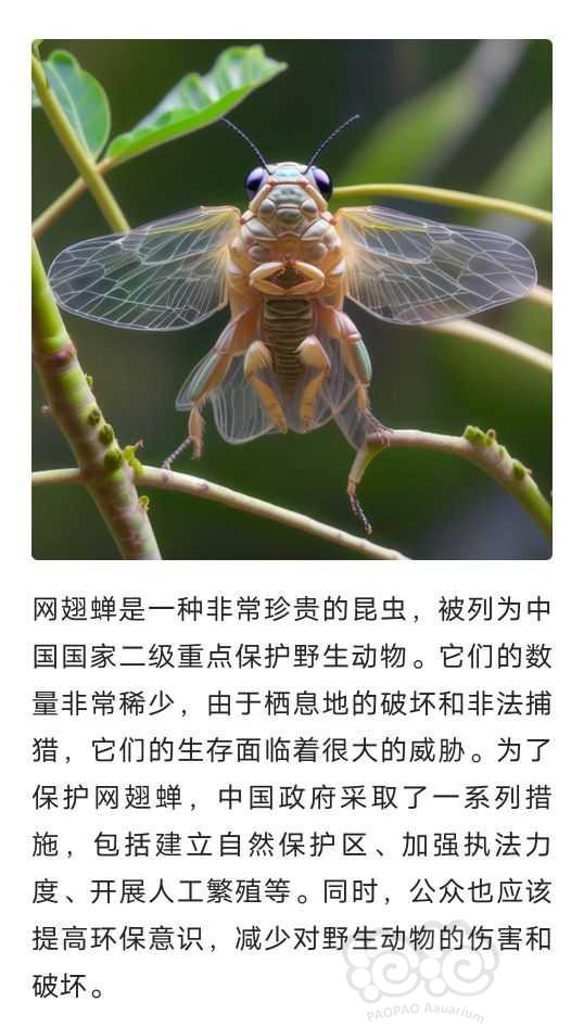 网翅蝉：中国的特有的蝉-图3