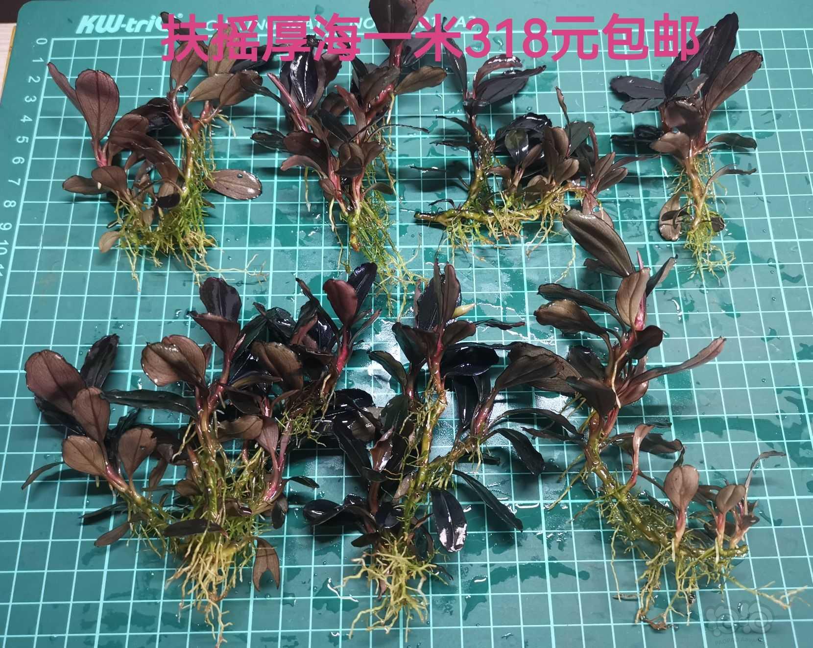 【出售】出辣椒榕，蕨类，叉叶铁，椒草-图2