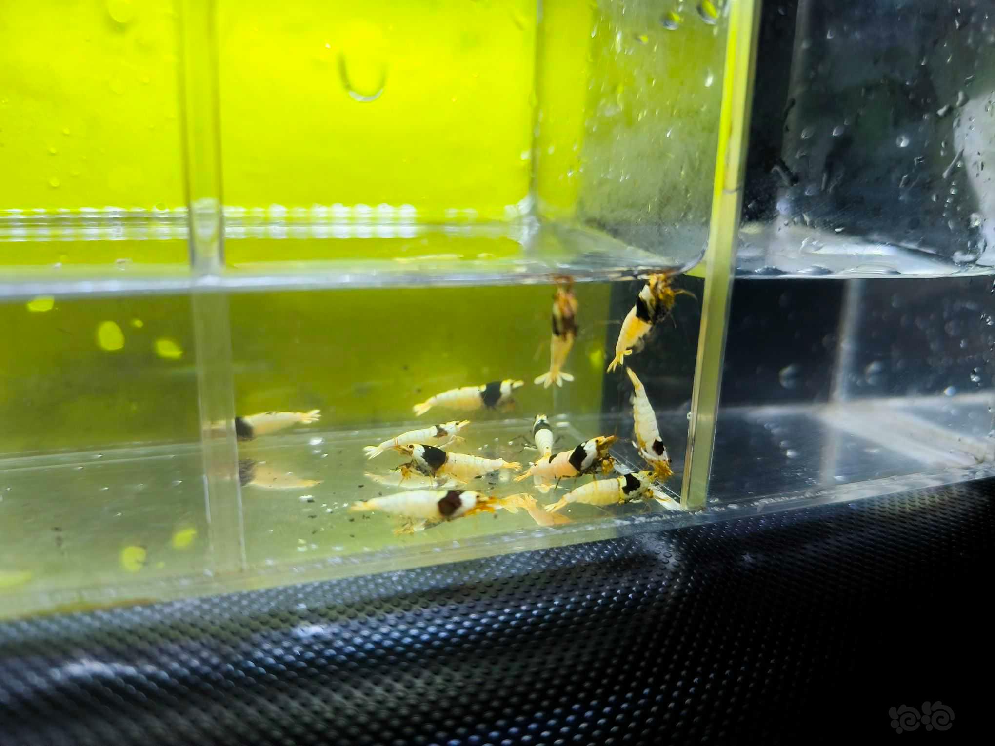 【水晶虾】广东出黑白水晶虾繁殖组2公10母-图8