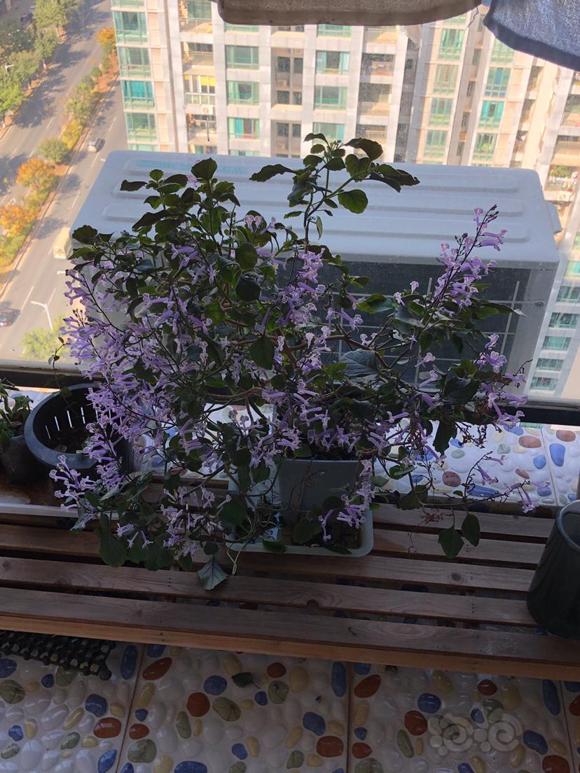 【盆栽】北阳台爆花机器特丽莎香茶菜，已经爆了两三个月了-图1