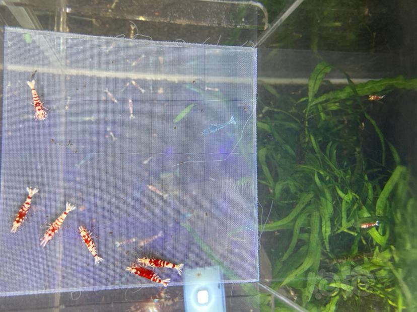 【水晶虾】出一组太极红花虎2公4母-图1