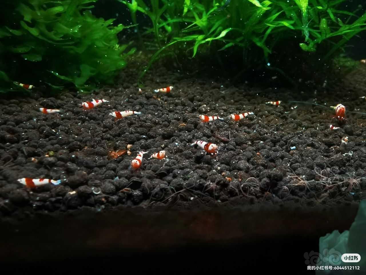 【水晶虾】低价清缸出红白水晶虾-图2