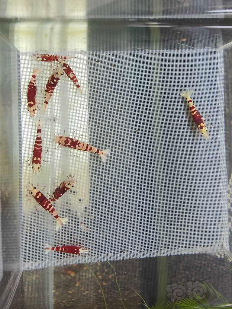 【水晶虾】【水晶虾】出深色红花虎一份-图8