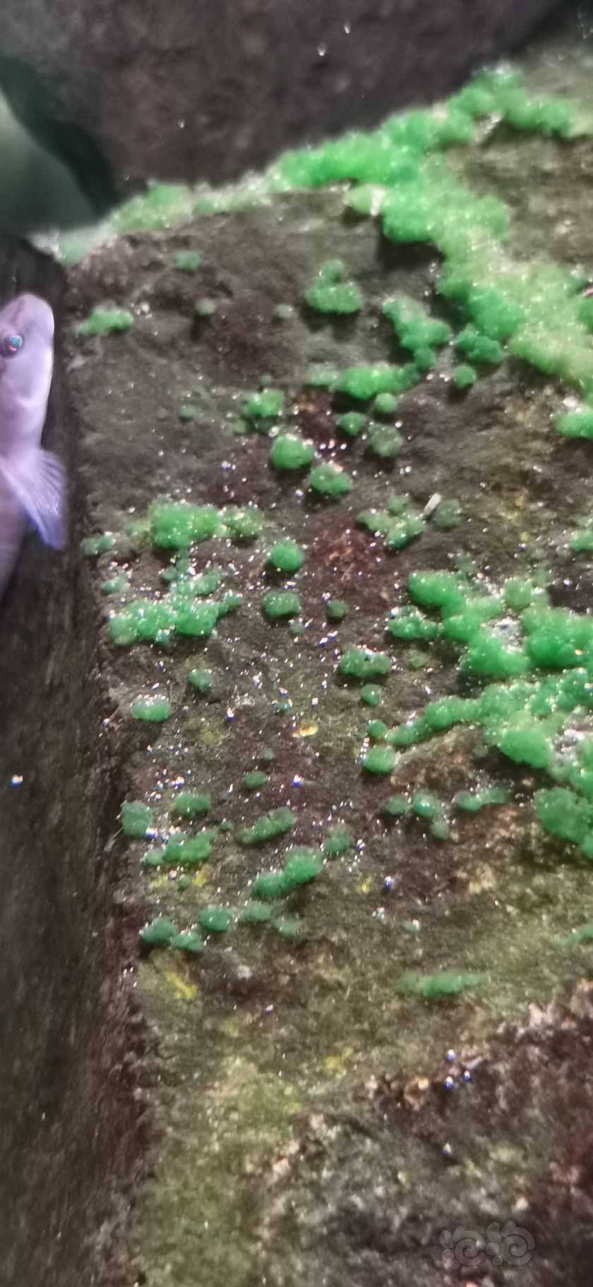 求助，这是什么藻，长在石头上，一碰就掉了-图1