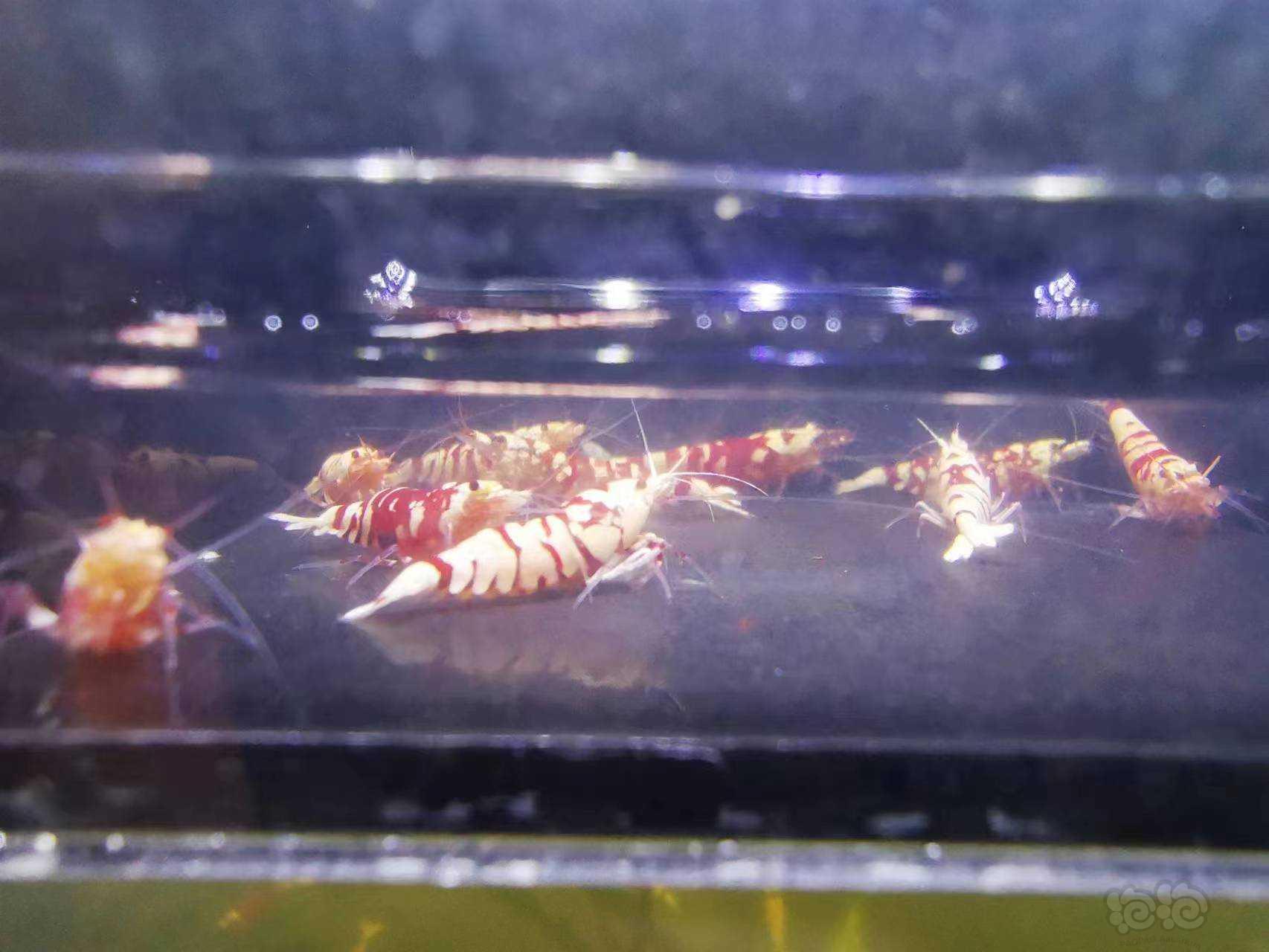 【水晶虾】出售红花虎十只-图5