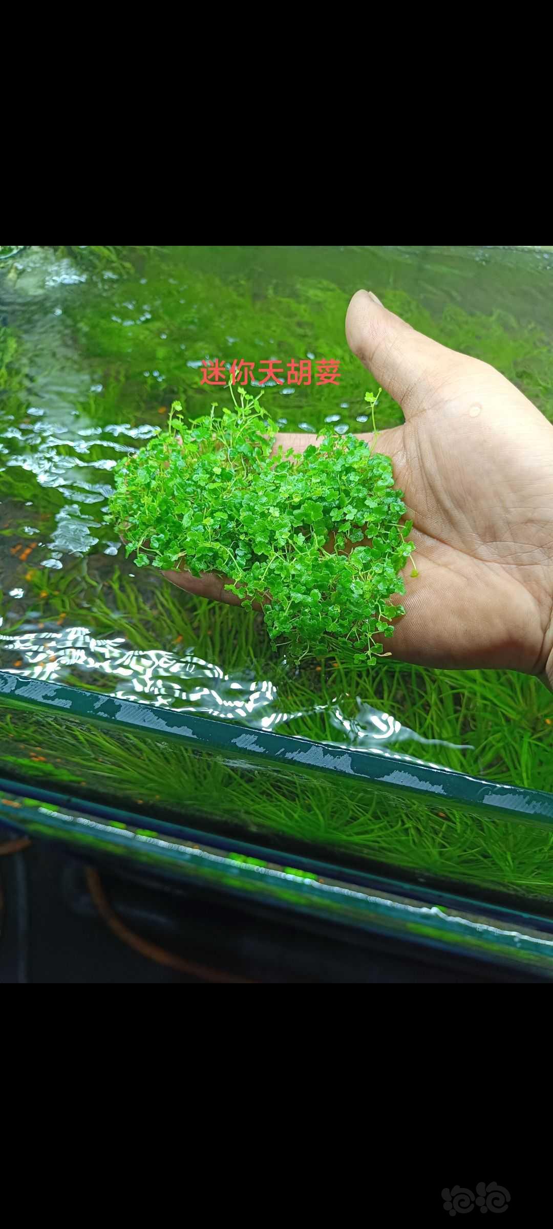 【草坪】精品水草 种植简单容易-图2