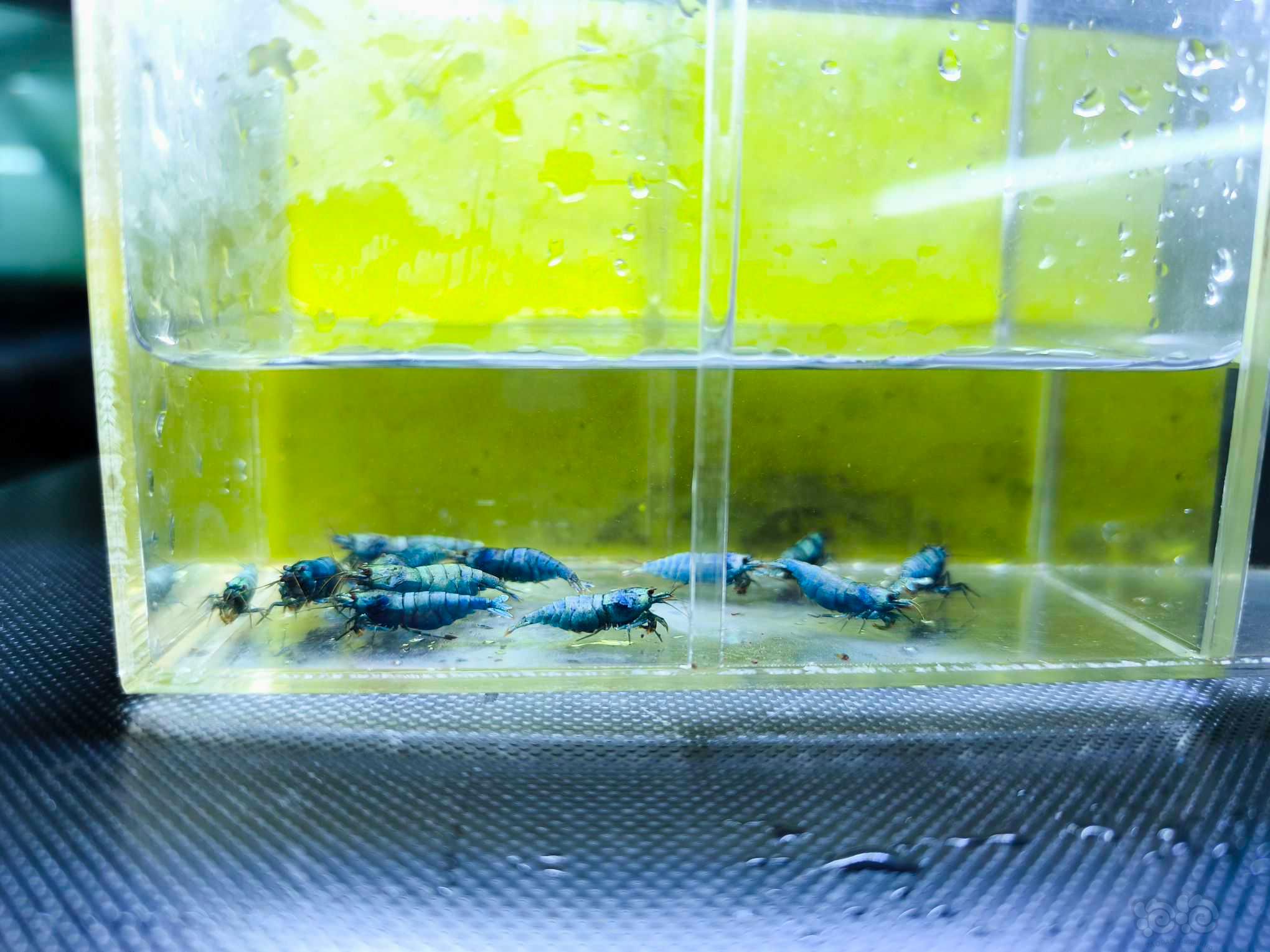 【水晶虾】广东出蓝金刚水晶虾12只母虾-图4