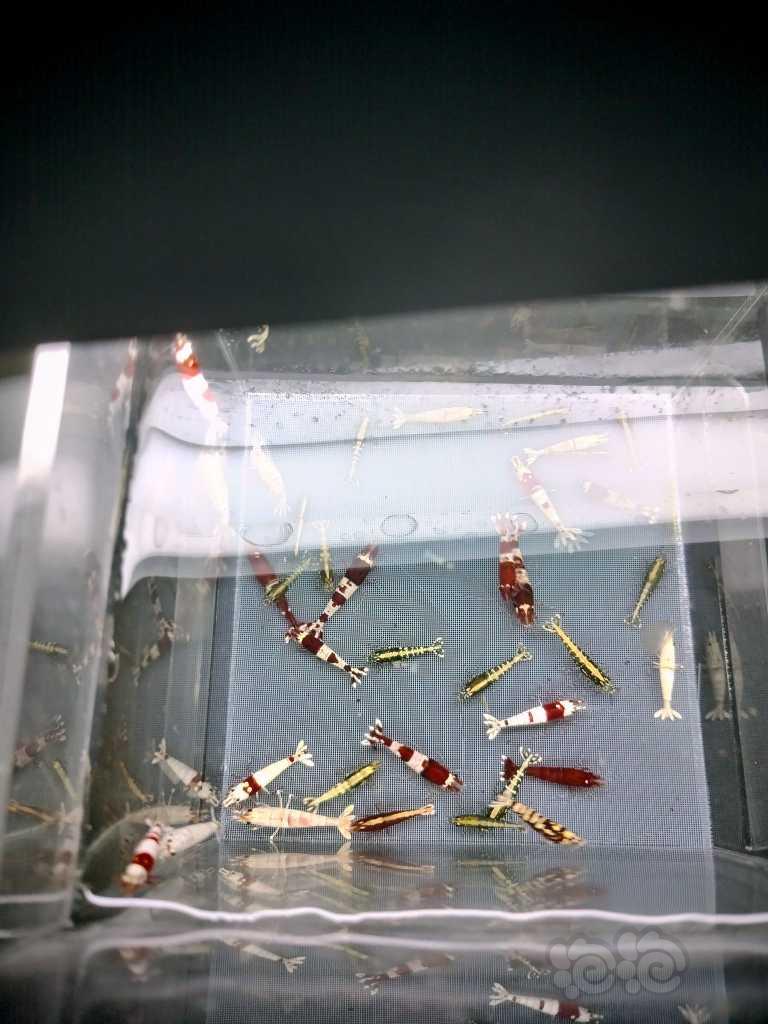 【水晶虾】水晶虾】杂虾一份50只-图2
