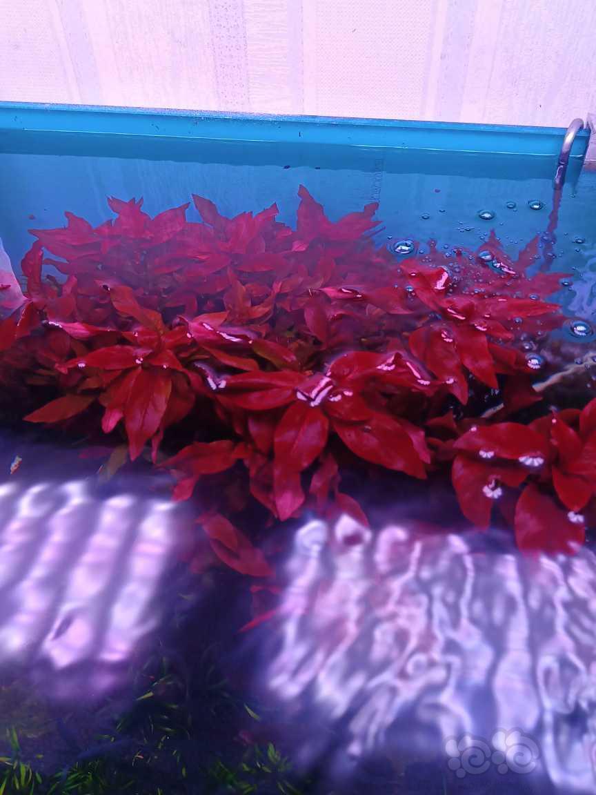 【有茎】大红叶，鲁宾叶底红，红雨伞-图2