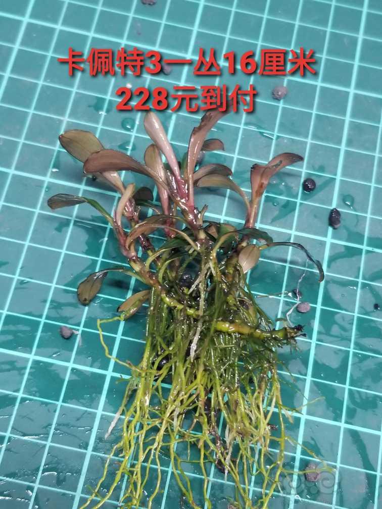 【出售】出辣椒榕和椒草-图6
