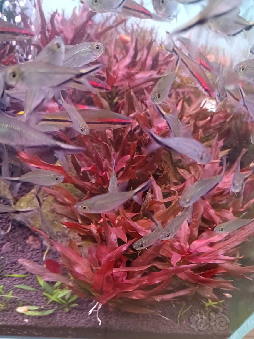 【有茎】大红叶，鲁宾叶底红，红雨伞-图4