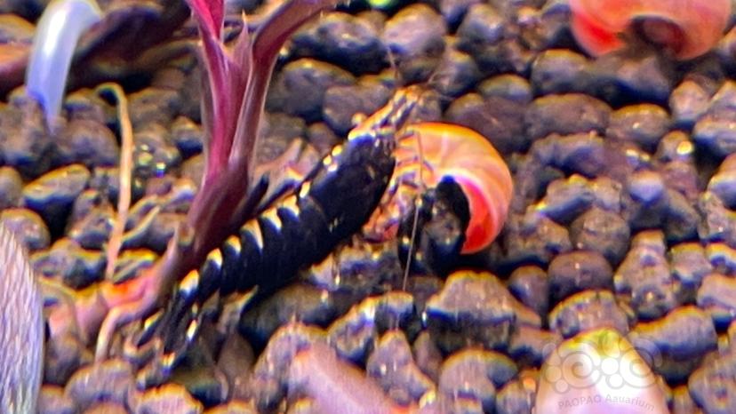 黑壳虾-图1
