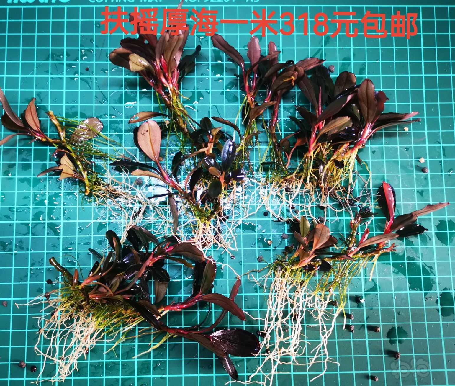 【出售】出辣椒榕，蕨类，椒草，水榕，叉叶铁-图2