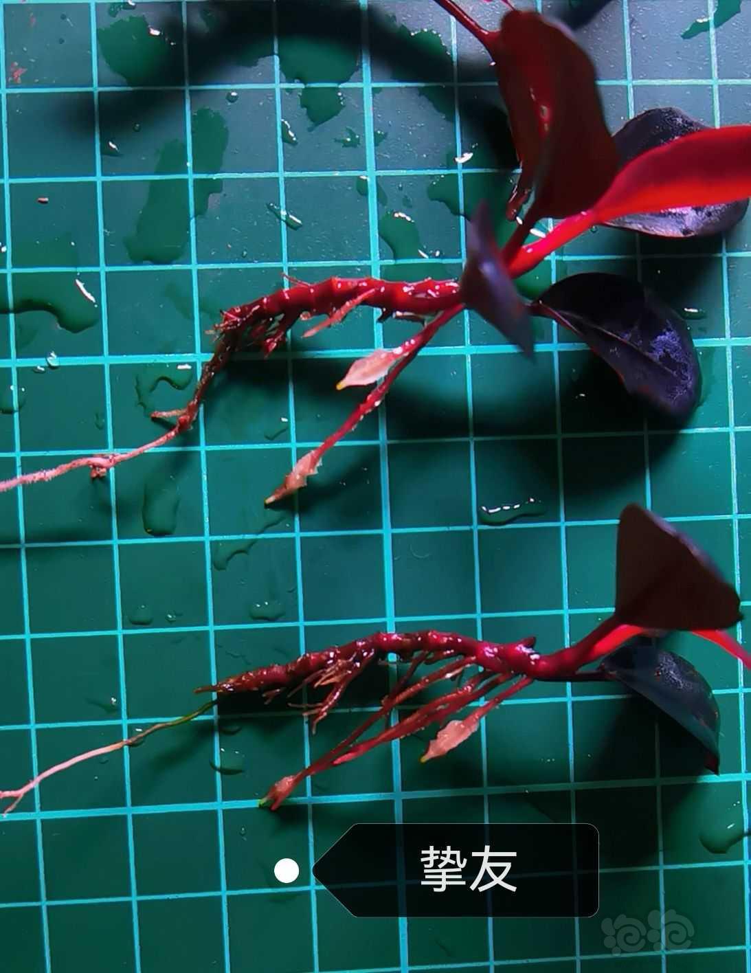 【辣椒榕】QQ海，挚友，红脉花，奶瓶3组合-图2