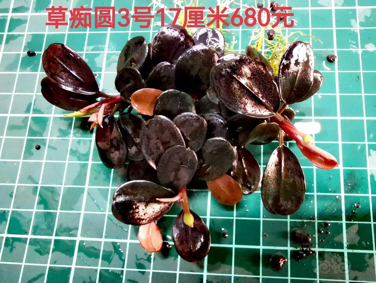 【出售】出辣椒榕，水榕，椒草，叉叶铁，-图11